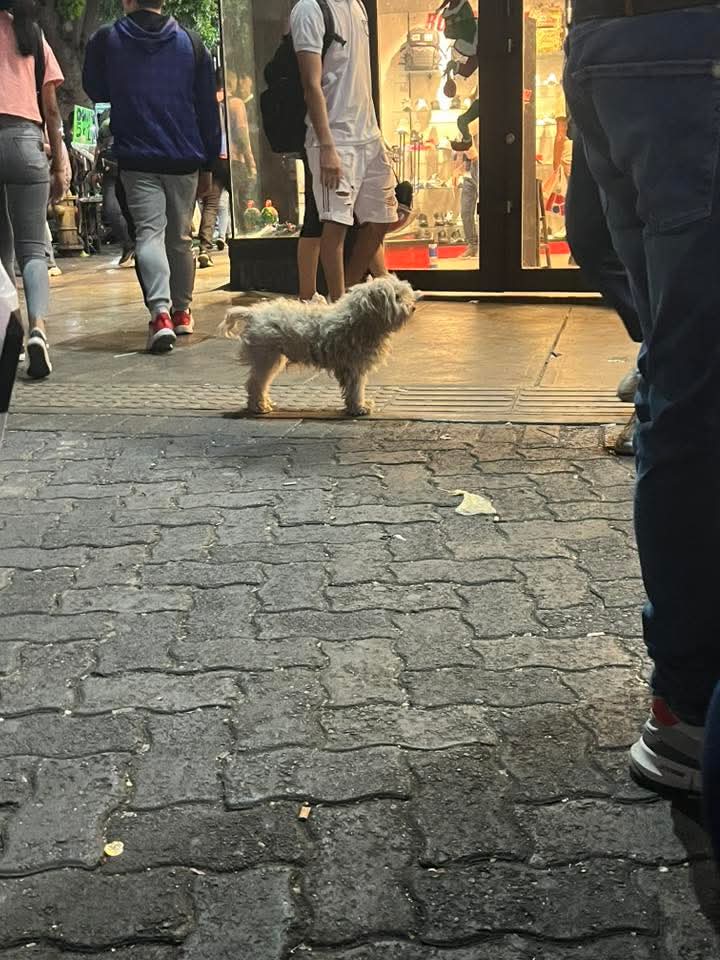 Reportan a este pequeño que está en el Boulevard de Plaza Venezuela, por la Boom, Caracas. Sin número de contacto