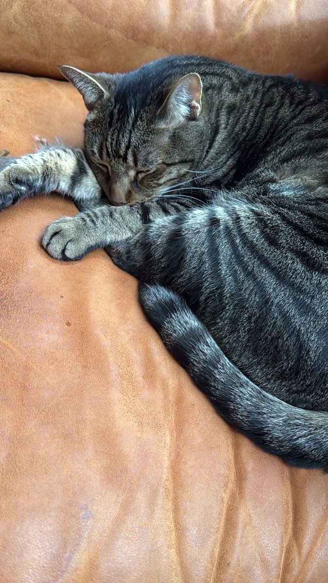 Merry Christmas from me and this cat named Party — to the two people I follow on here <a href="/RaymondPettibon/">Raymond Pettibon</a> and @sparrow14 🕊️