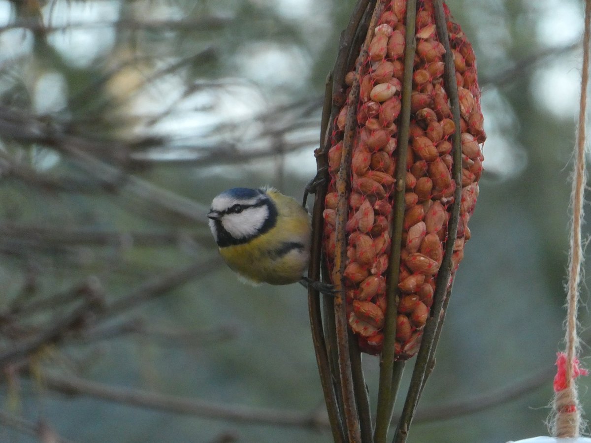 Goedemorgen... fijne tweede kerstdag gewenst!