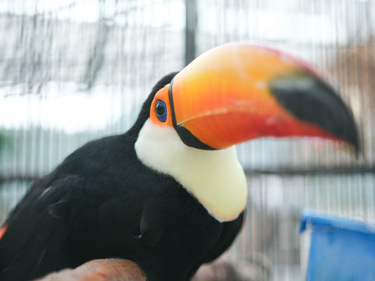 natsu_butagogo's tweet image. まったりハシ

#オニオオハシ　#掛川花鳥園