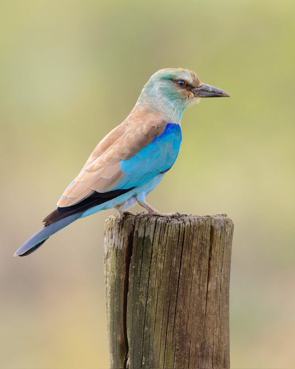 Kenyabirder's tweet image. European Roller in Murang'a