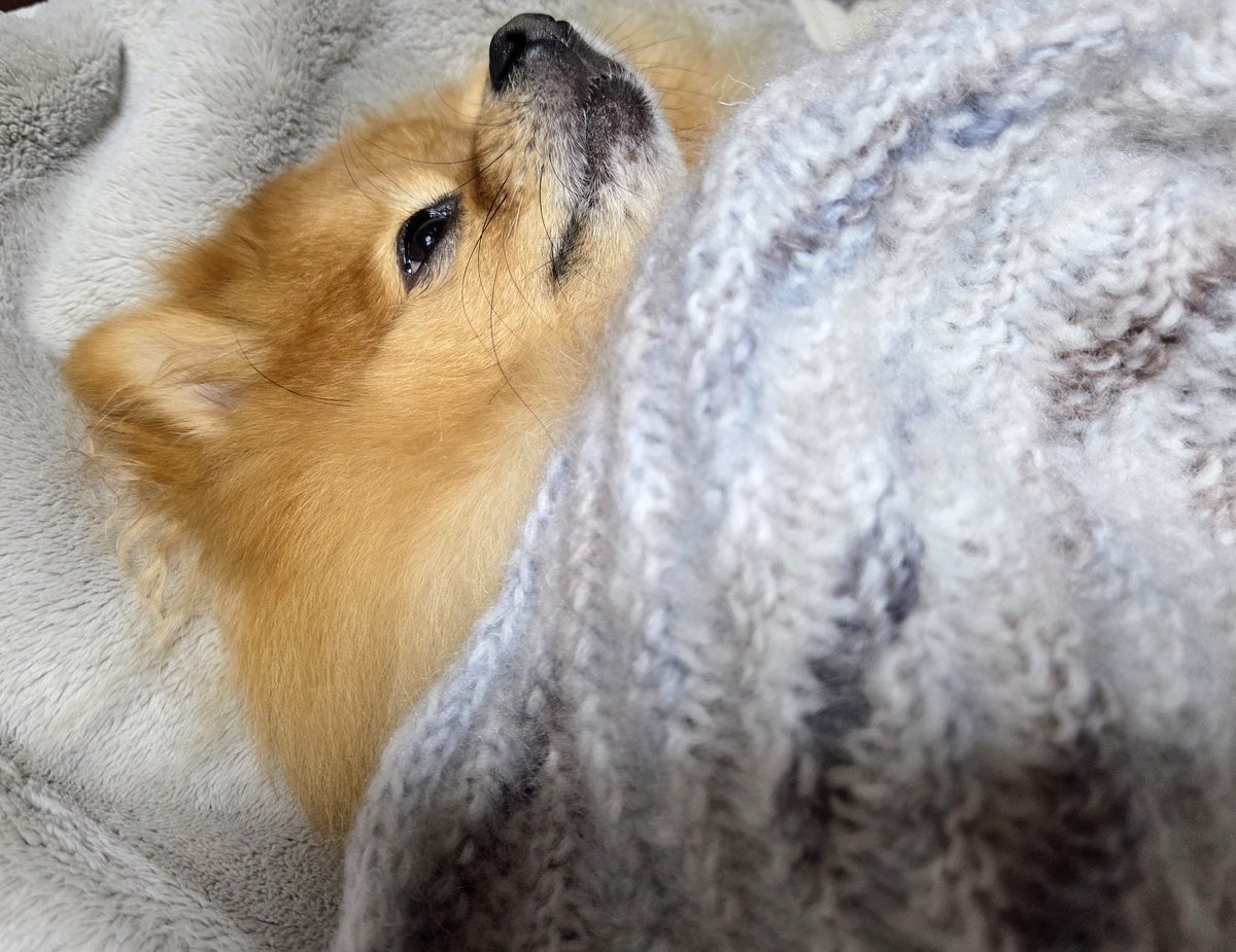 sekka_ya's tweet photo. こうくんにブランケット編みました
ちょっと時間かかって編み上がったのが23日
イヴの朝から水通ししてなんとかクリスマスに間に合いました
ふわっと軽くて良い感じです❤ https://t.co/cqtjvKFjC7