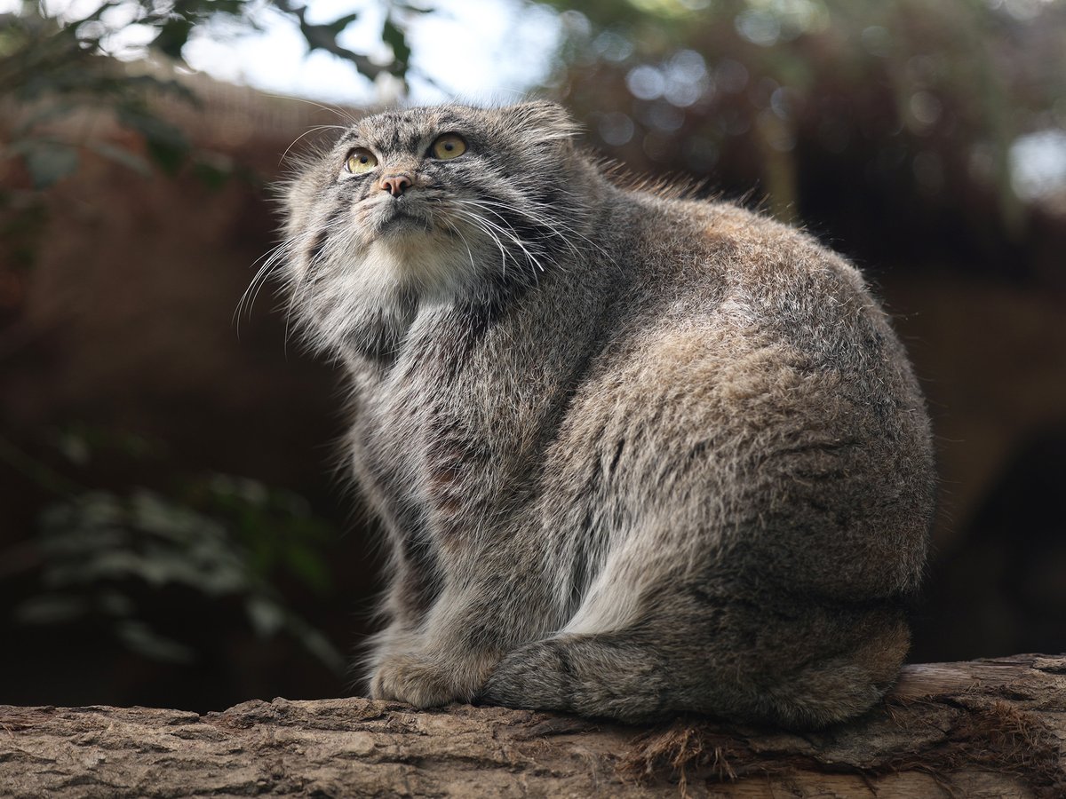 マヌルネコ（2023.11）神戸どうぶつ王国にて撮影。自分が少ししゃがむ