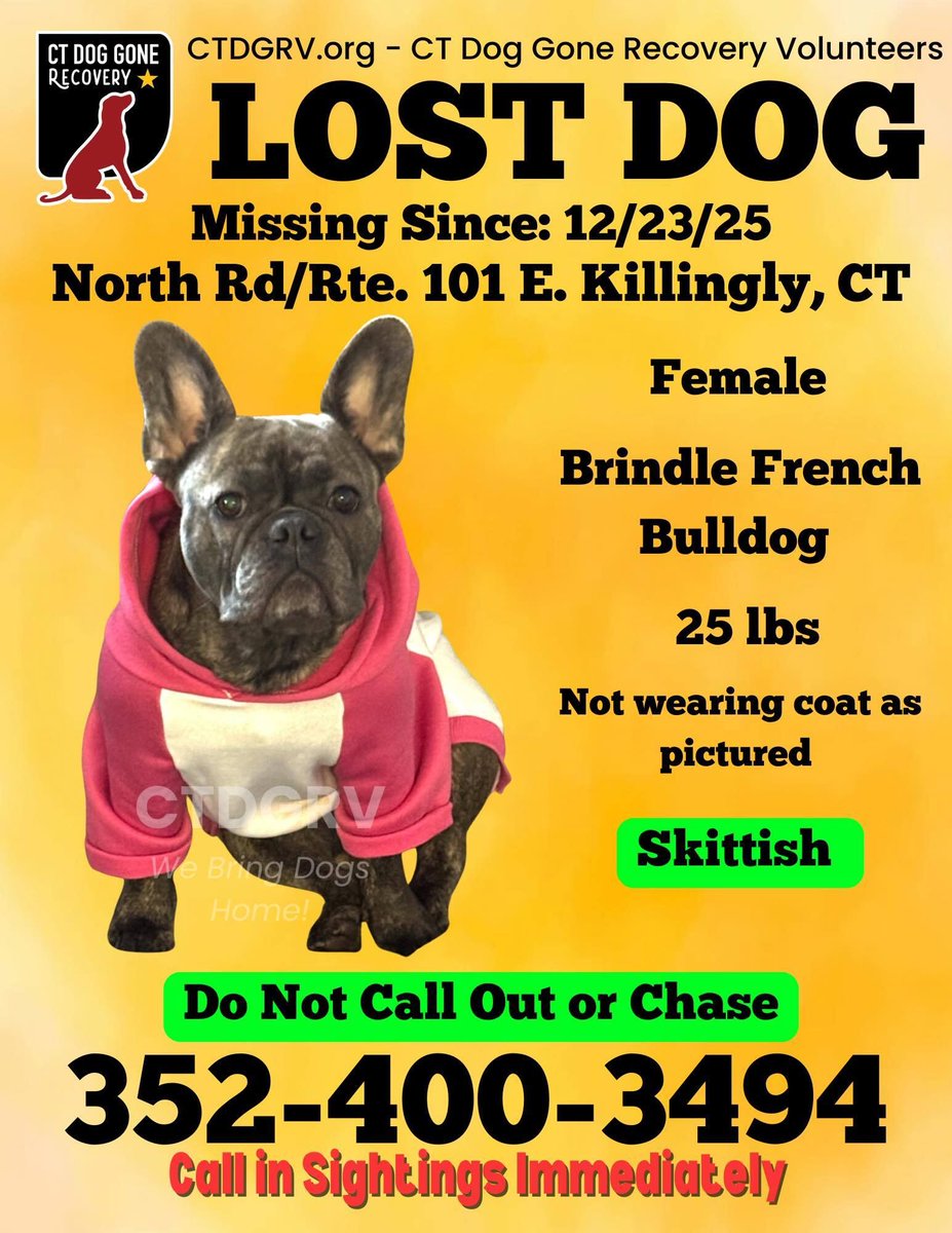 SistersInBiz's tweet photo. Missing in
#killingly #CT
North Rd/Rte 101
Brindle French Bulldog
25 lbs
Call 352-400-349four with any sightings
#Connecticut #Lostdog
https://t.co/xghIimj7cQ https://t.co/huqM1kVwiW
