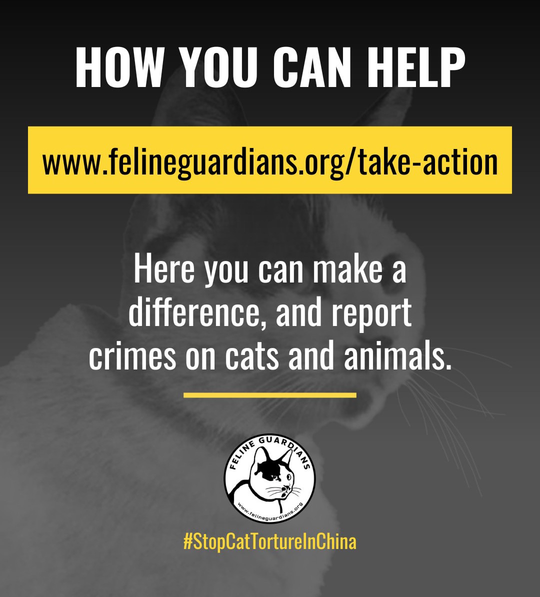 Our message is simple:No cat should live without protection.
This Christmas, please share this message and
support our mission.
Visit felineguardians.org for more information.
#VoiceForTheVoiceless #ChristmasMessage #StopChinaCatTorture #FelineGuardians