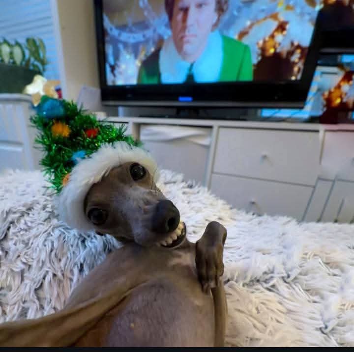 KaleyC35059's tweet photo. #MerryChristmas ,I love you all https://t.co/h8A3UQf7PW