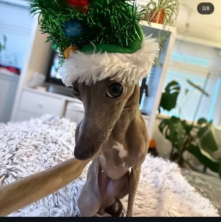 KaleyC35059's tweet photo. #MerryChristmas ,I love you all https://t.co/h8A3UQf7PW