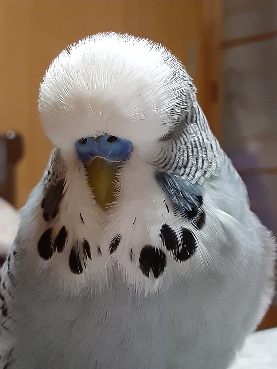 IIC7C8o969yDYOz's tweet image. #ジャンボセキセイインコ
ポッチかわいいいね。ちょっと少な目だけど、なんかキュッとしてて、かわいいのよ。