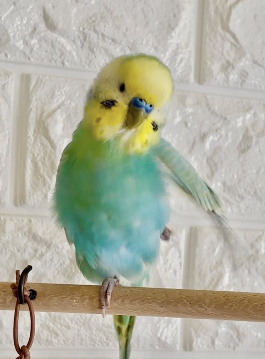 irohatonaru's tweet image. あ〜らよっと♪

なんてかわいいポーズ🩷