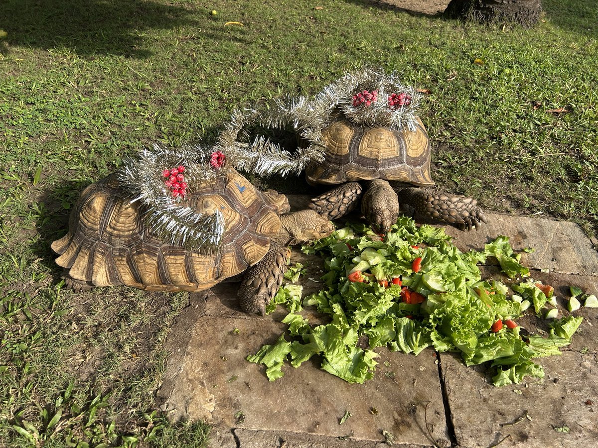 AmbAllBenin's tweet image. #Noël2025
Je souhaite un joyeux Noël 🎄à tous les chrétiens du #Bénin 🇧🇯 et du monde. 
Profitez des fêtes de fin d’année avec vos proches 💫