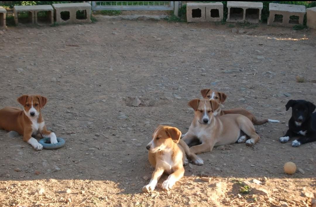 Linzi (♀️ 23/9/25, tamaño mediano, raza mix)
Rescatada al nacer con sus hermanos y su madre. Sociable, extrovertida y activa. Adora jugar y explorar el entorno. Preparada ya para tener una familia amorosa. 
Si quieres adoptarla, envía un 📧 con tu 📞 a acogidasmalakitas@gmail.com