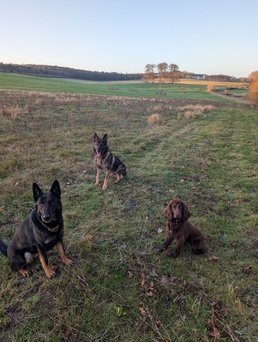 RPD_Gru's tweet photo. Nice cold Christmas Day, morning walk, after the kids opened their presents! I can't wait for my Xmas dinner later!! Coco and Pyper get one too, before they go on a Nightshift tonight! 💙 🐕 https://t.co/njtScspHp3