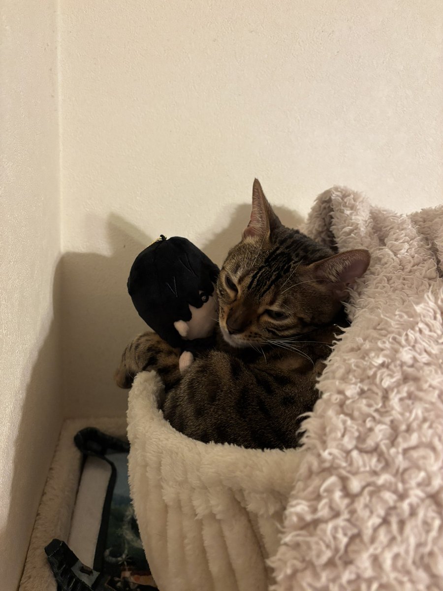 fushiyo__'s tweet photo. ほくぬい、猫にも需要高い https://t.co/EqzB9oPgQG