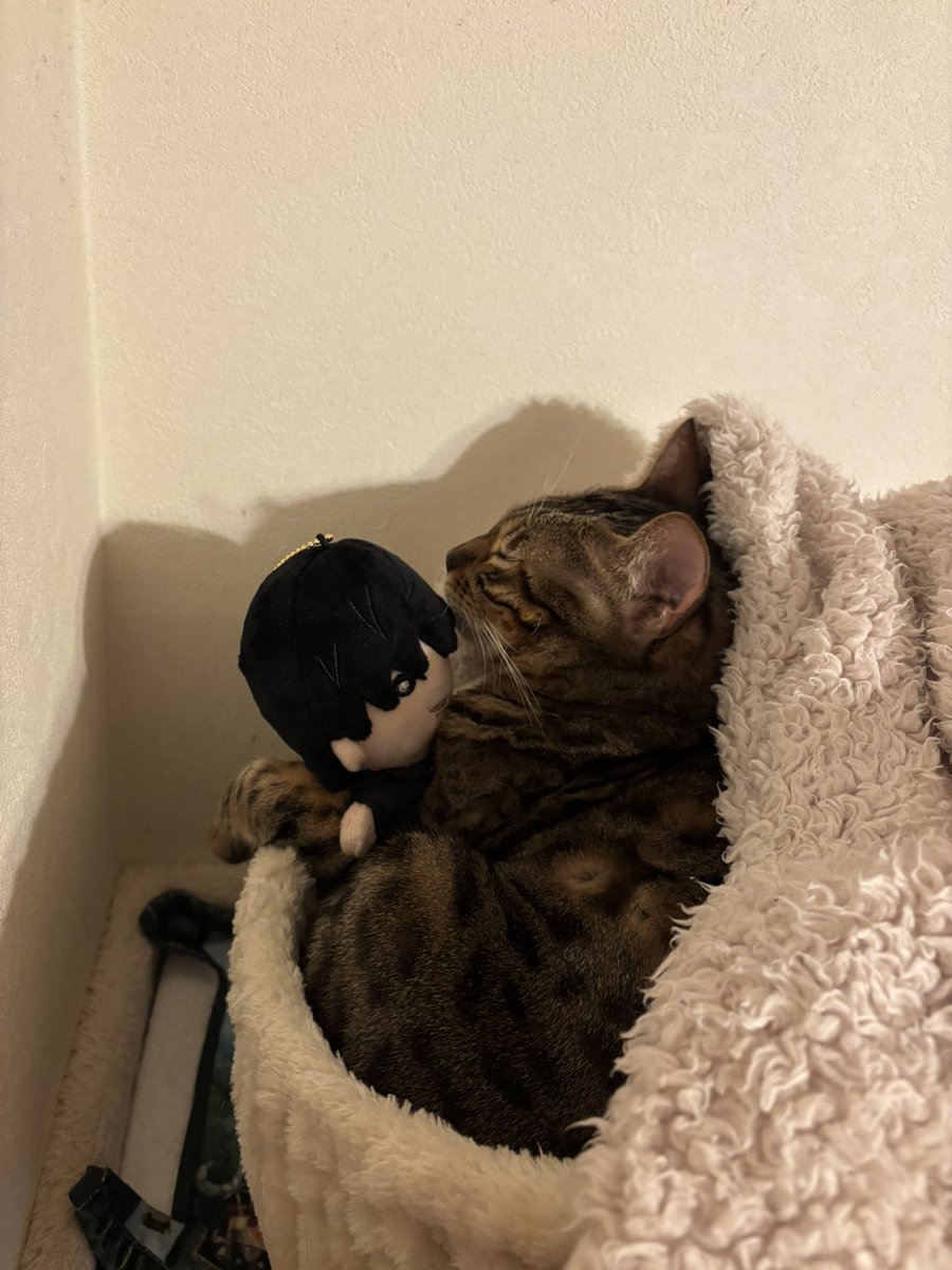 fushiyo__'s tweet photo. ほくぬい、猫にも需要高い https://t.co/EqzB9oPgQG