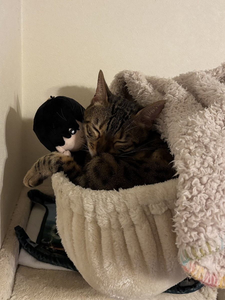 fushiyo__'s tweet photo. ほくぬい、猫にも需要高い https://t.co/EqzB9oPgQG