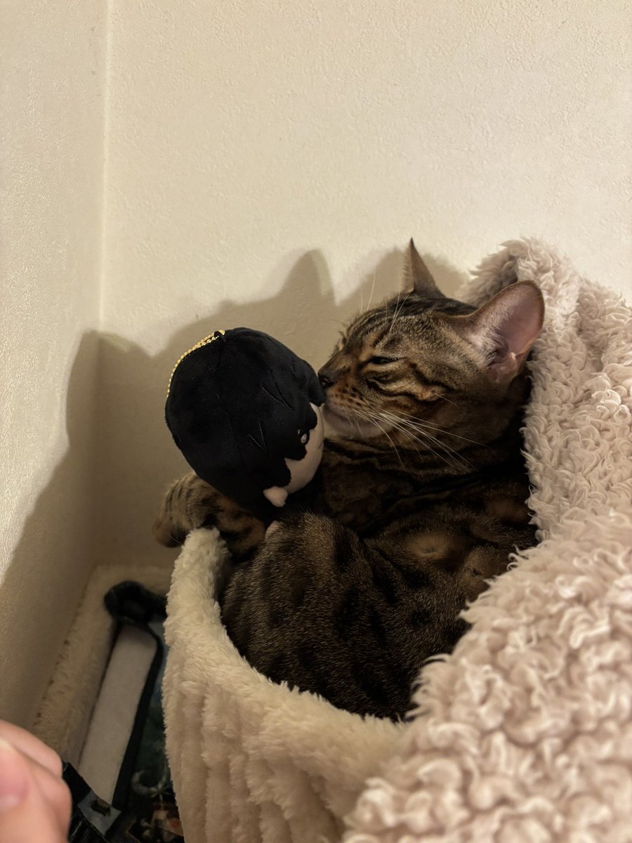 fushiyo__'s tweet photo. ほくぬい、猫にも需要高い https://t.co/EqzB9oPgQG