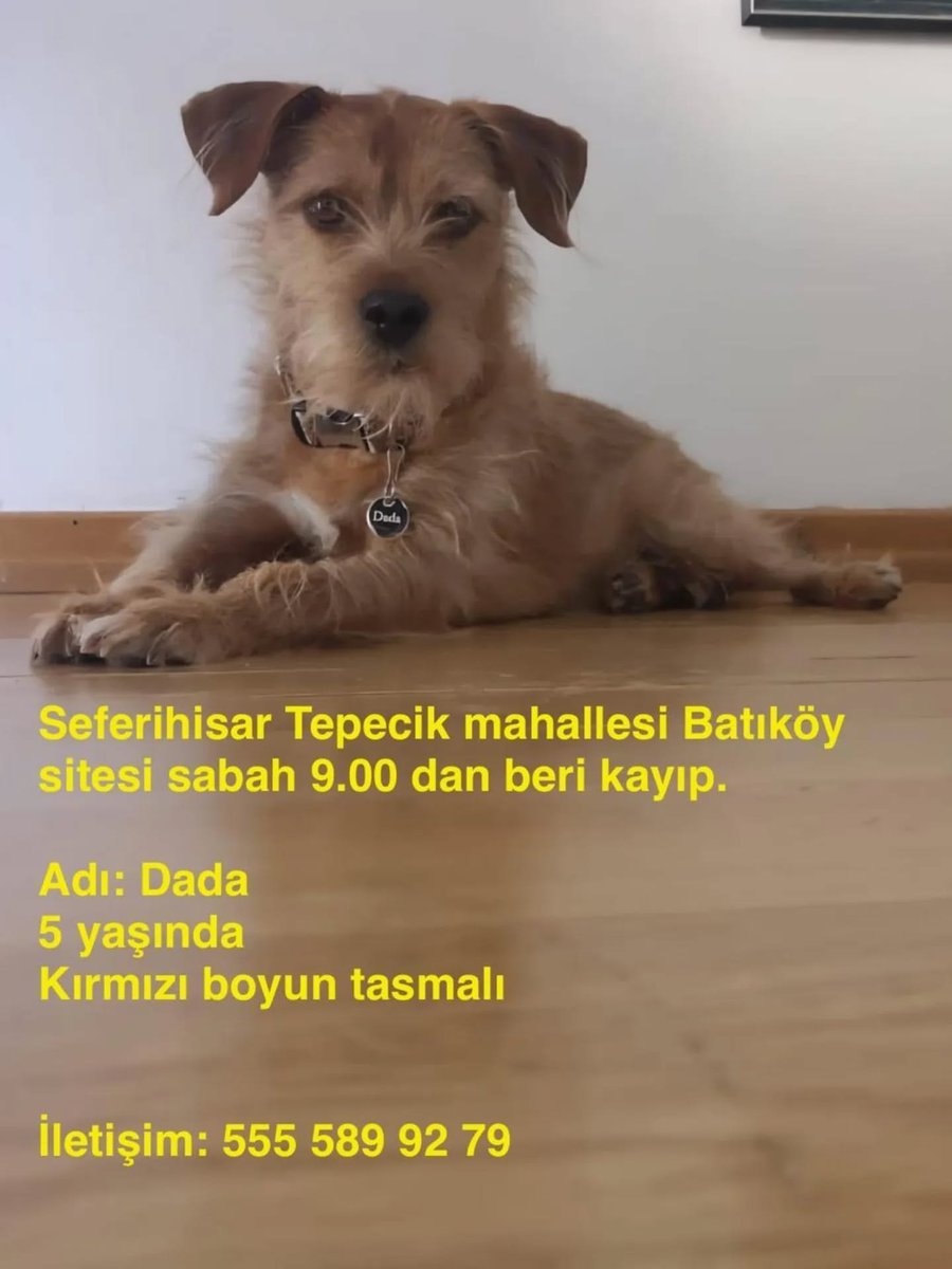 "DİKKAT DİKKAT
KAYIP..
Gören bulan olursa hemen Koruma altına alıp görseldeki telefon numarasına ulaşsın lütfen İZMİR  SEFERİHİSAR facebook.com/photo?fbid=102…