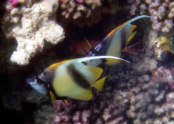 HurmerintaArt's tweet photo. The Red Sea Bannerfish Heniochus Intermedius.
#underwater #tropicalfish #photography #hurmerintaart #wallart #bannerfish
https://t.co/rNHbVJKFbz https://t.co/GkGjHOZ7dx