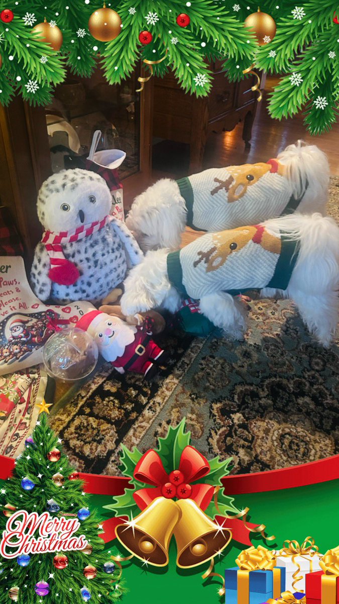 Santa Paws came! Him’s really dids! Merry Christmas to all our pals 💚❤️🎄🎅🏻🤗