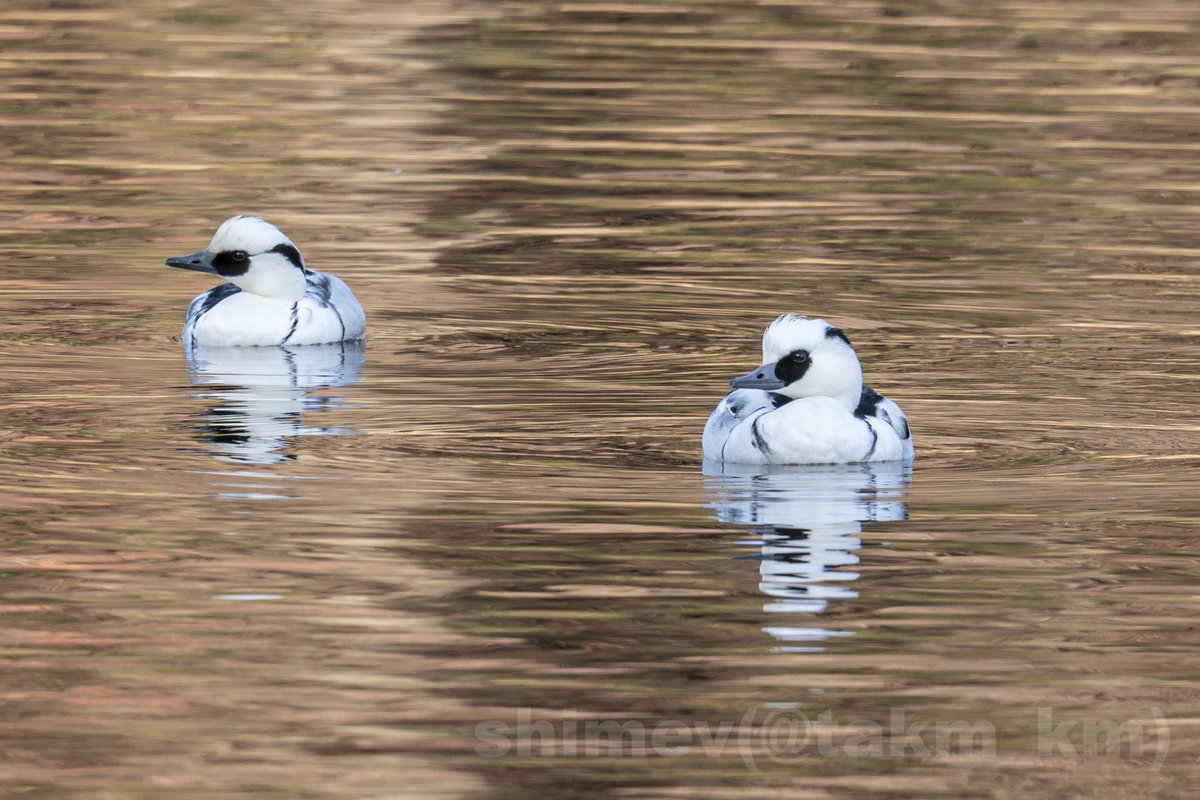 takm_km's tweet image. おやすみー