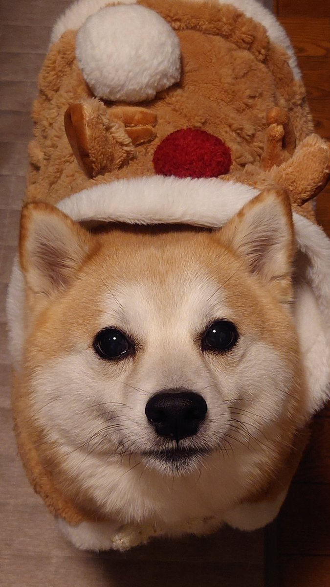 柴犬ししまる (@sisi3po) / Posts / X