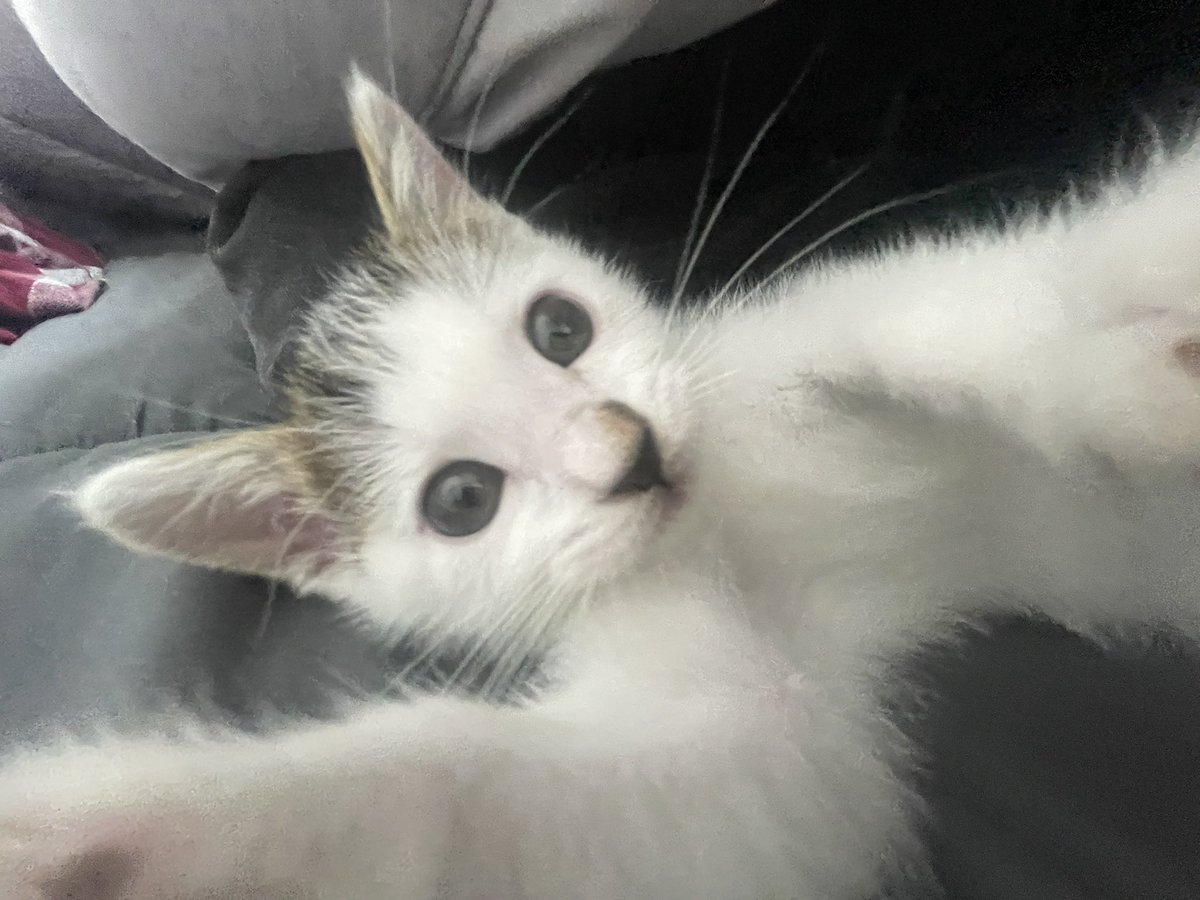 갤러리 털어서 애기 순대 찾음