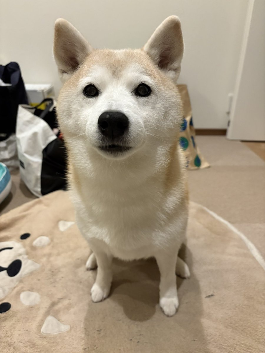 柴イヌ Amazon.com: JEKCA Shiba Inu 02S-M02 | Dog Plastic Building Blocks