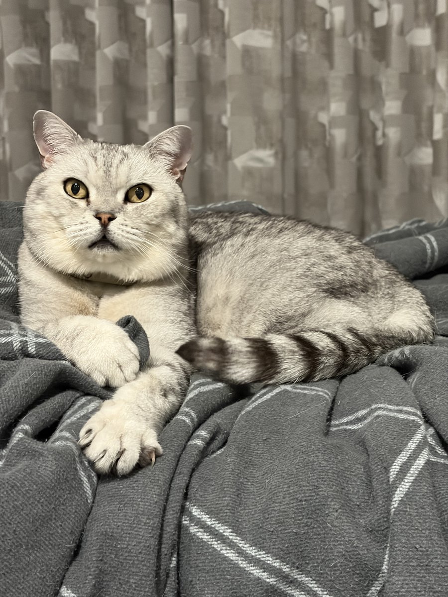 ONSCREEN tweet media