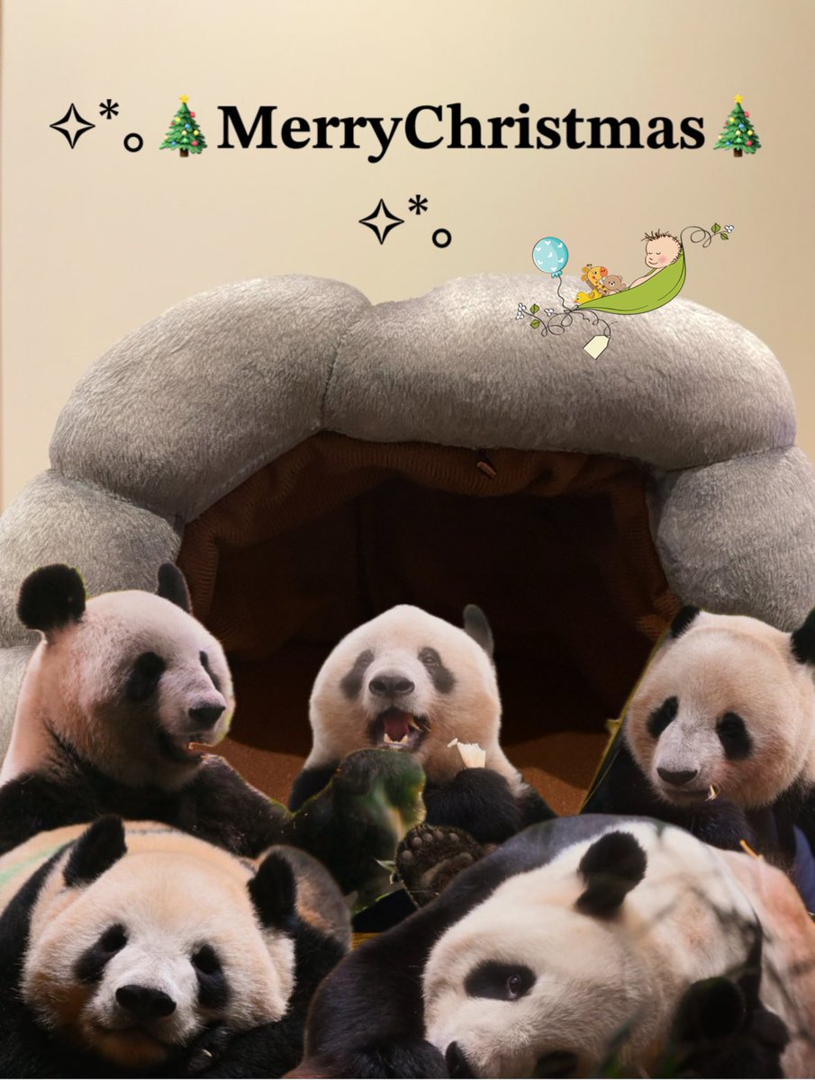 🐼🐼🐼🐼🐼🐼🍼
きょうはみんなで
大好きな洞窟で

 #メリークリスマス
#上野動物園
#リーリーシンシンファミリー
#みんな一緒