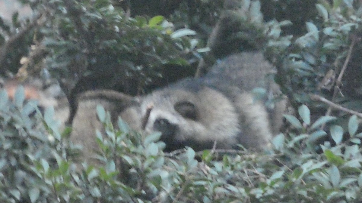 タヌキ愛好家の七倉/喪中/C107 31日 西1 つ24b委託 (@weisse_flugels