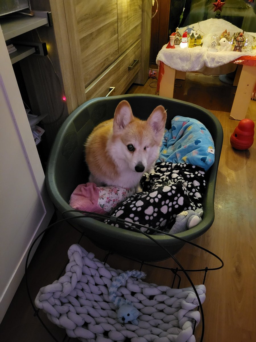 ArlarYvet's tweet photo. Slowly my moms cat starts to trust my dog but very very slow 🙈

#pets #Christmas https://t.co/ijqgKnG8Iv
