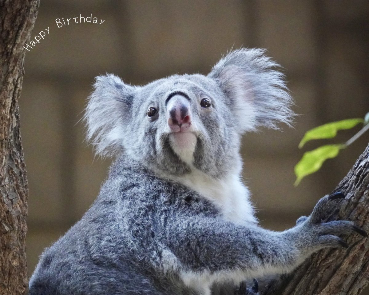 ホリーさん12歳お誕生日おめでとう🎄
可愛い可愛いホリーさん
ななみの分まで元気でいてね(ღ˘⌣˘ღ)
また会いに行きます❣️
2025.12📷

#ホリー　#コアラ
#お誕生日　#東山動物園