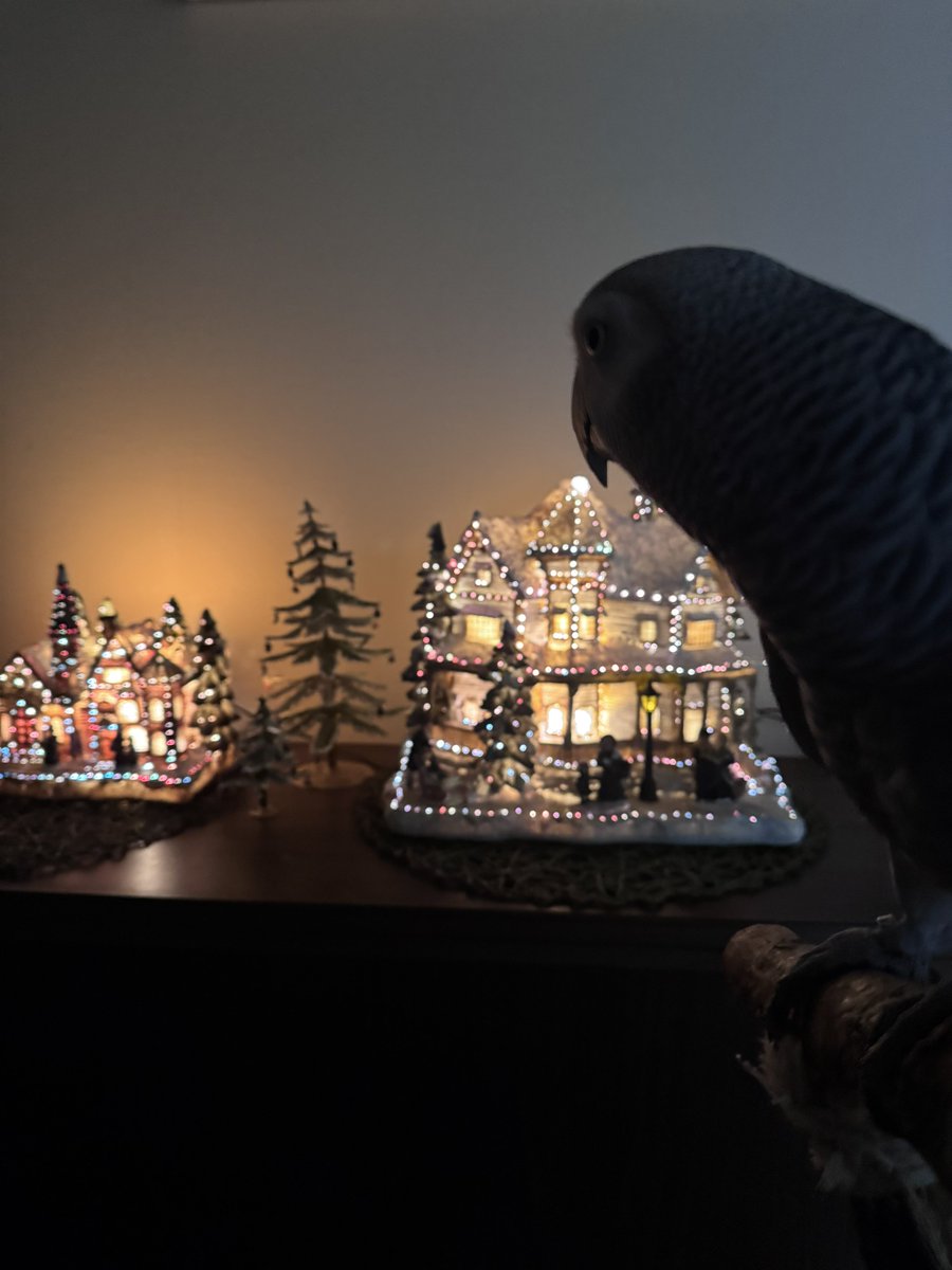 Sdpu15's tweet image. クリスマスが終わる前にヨウムちゃんと記念撮影をしました🎄✨