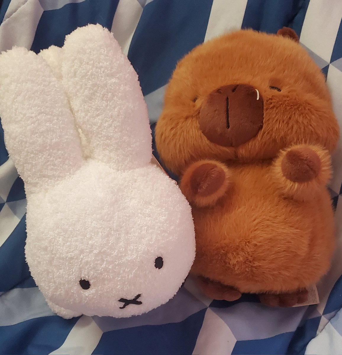 D'AAAAAAWWWWEEEE!!!
Look what my brother got me <3<3_3 I ask specifically for no presents for Christmas, but he didn't know so its okay ;3 They're sooo cute! Thank you vro....