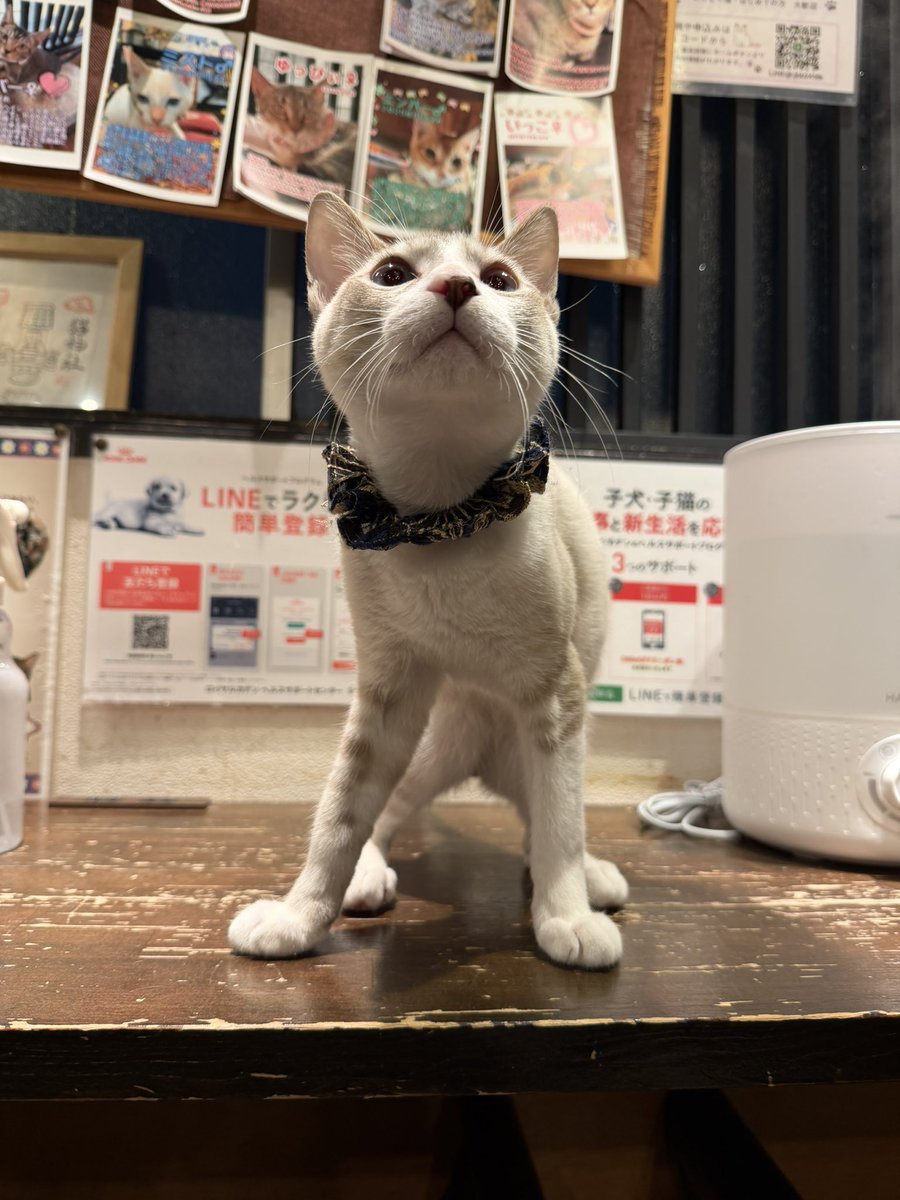 ねこ缶（焼きカツオ風味） (@mz23ex) / Posts / X