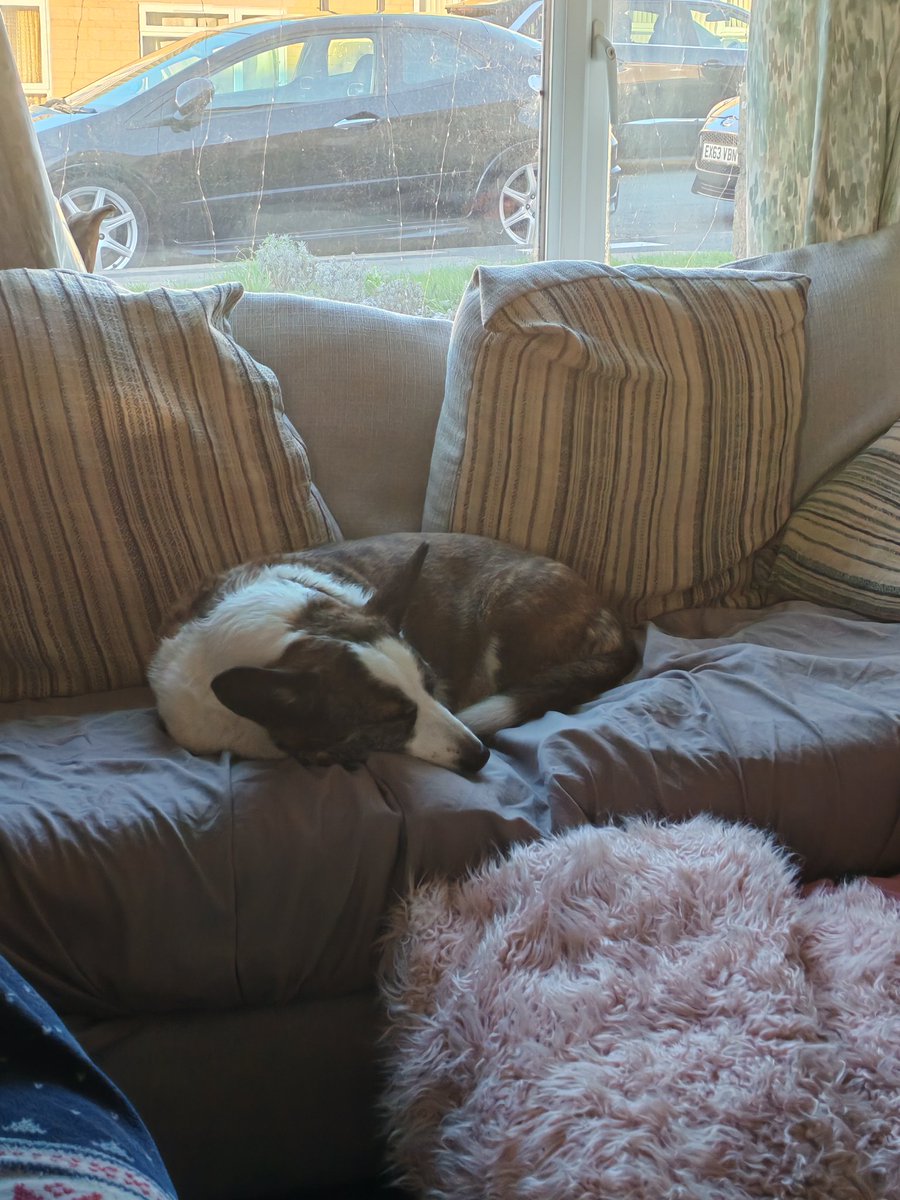 Post Christmas Dinner snooze time