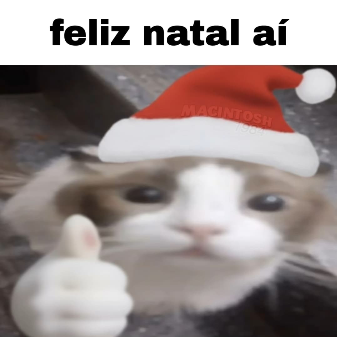 perfil dedicado a gatinhos e peitos (@odeiootaco) on Twitter photo 