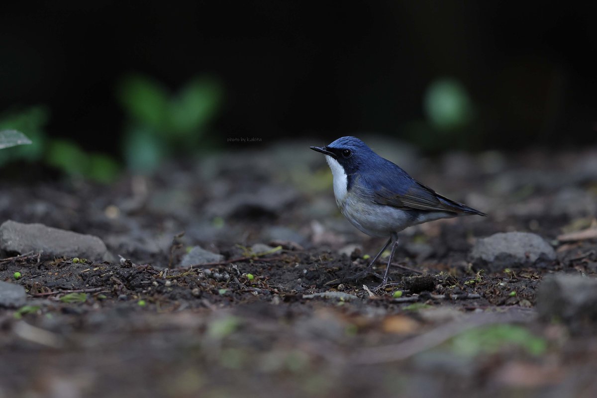 今年の振り返り 5月も主役は渡り途中に公園に寄った夏鳥たち。日本海側