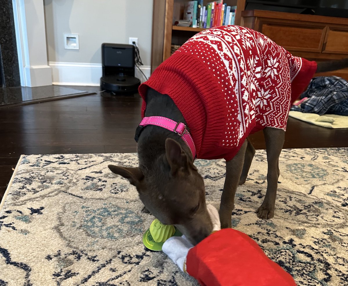 Penny_Lane_Pup's tweet image. Wishing everyone a very Merry Christmas! Cozy and Gimlet are enjoying Christmas presents thanks to all of you!🎄🎅❤️