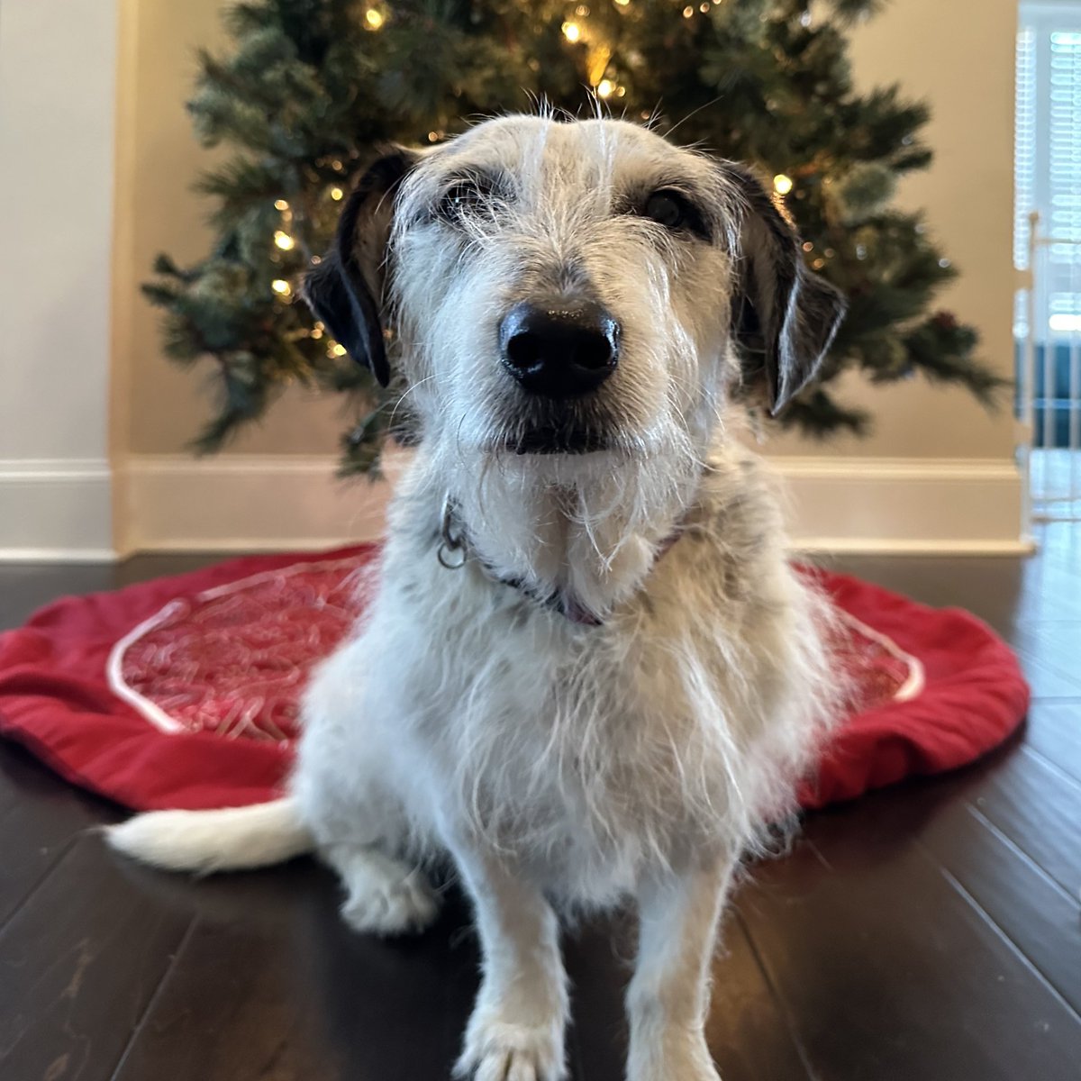 Penny_Lane_Pup's tweet image. Wishing everyone a very Merry Christmas! Cozy and Gimlet are enjoying Christmas presents thanks to all of you!🎄🎅❤️