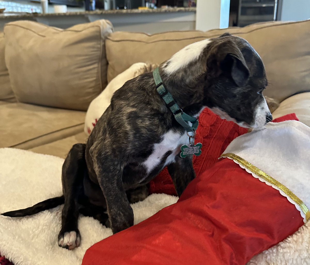 Penny_Lane_Pup's tweet image. Wishing everyone a very Merry Christmas! Cozy and Gimlet are enjoying Christmas presents thanks to all of you!🎄🎅❤️