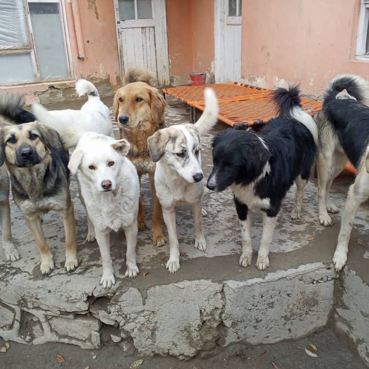 KSARshelter's tweet image. ❤️ Wishing everyone a very Merry Christmas 🎄 from our family to yours. ❤️