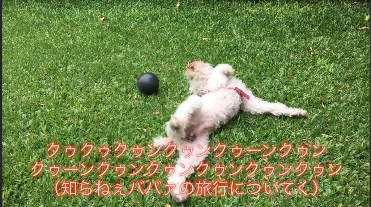 ティンカーベル初野 3曲入り 円R ティンカーベル初野 3曲入り 円R - メルカリ