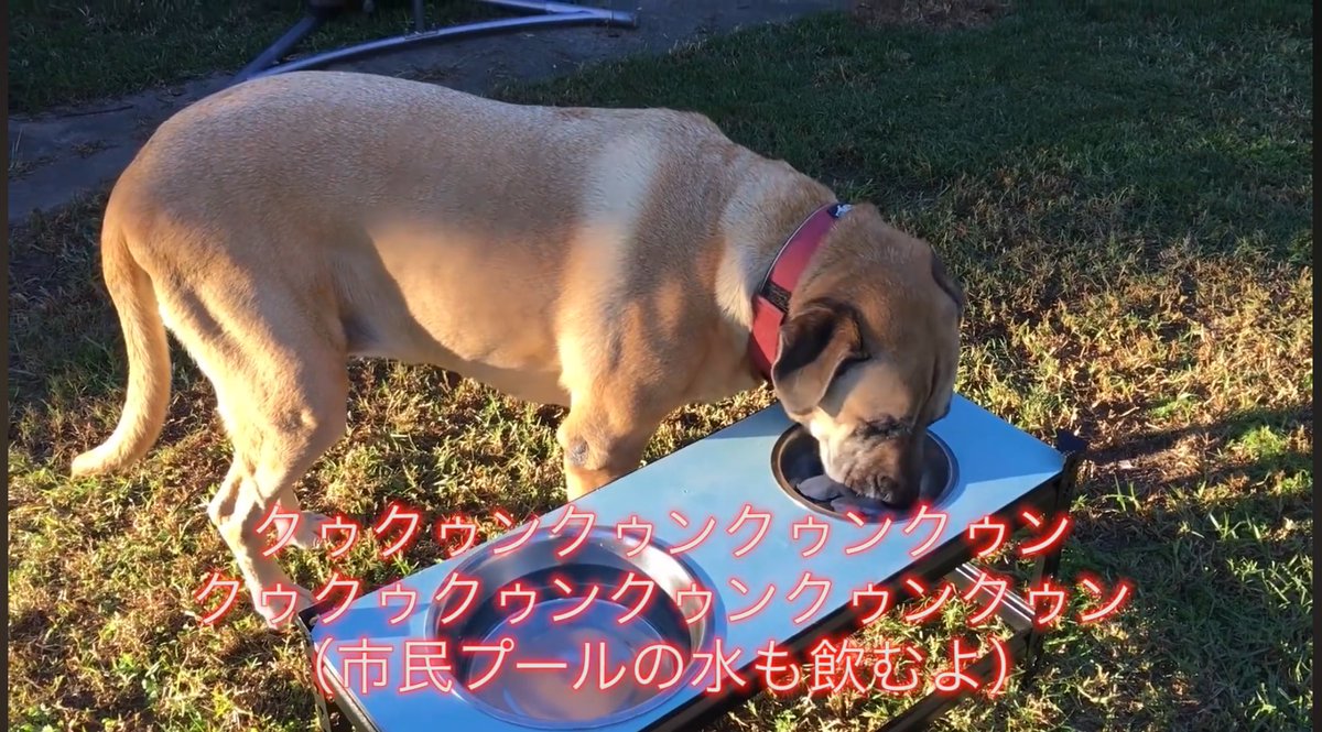 ティンカーベル初野 3曲入り 円R ティンカーベル初野 3曲入り 円R - メルカリ