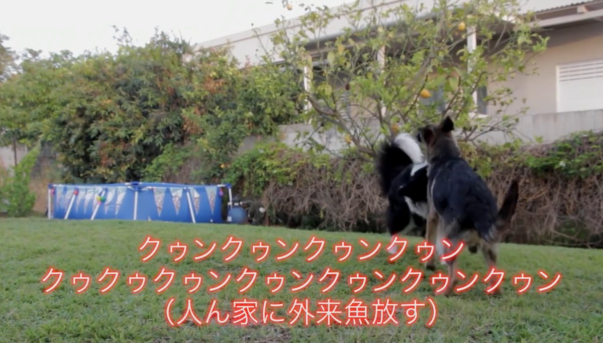 色々な十字架のティンカーベル初野さんのソロ曲が様子おかしすぎてしぬ