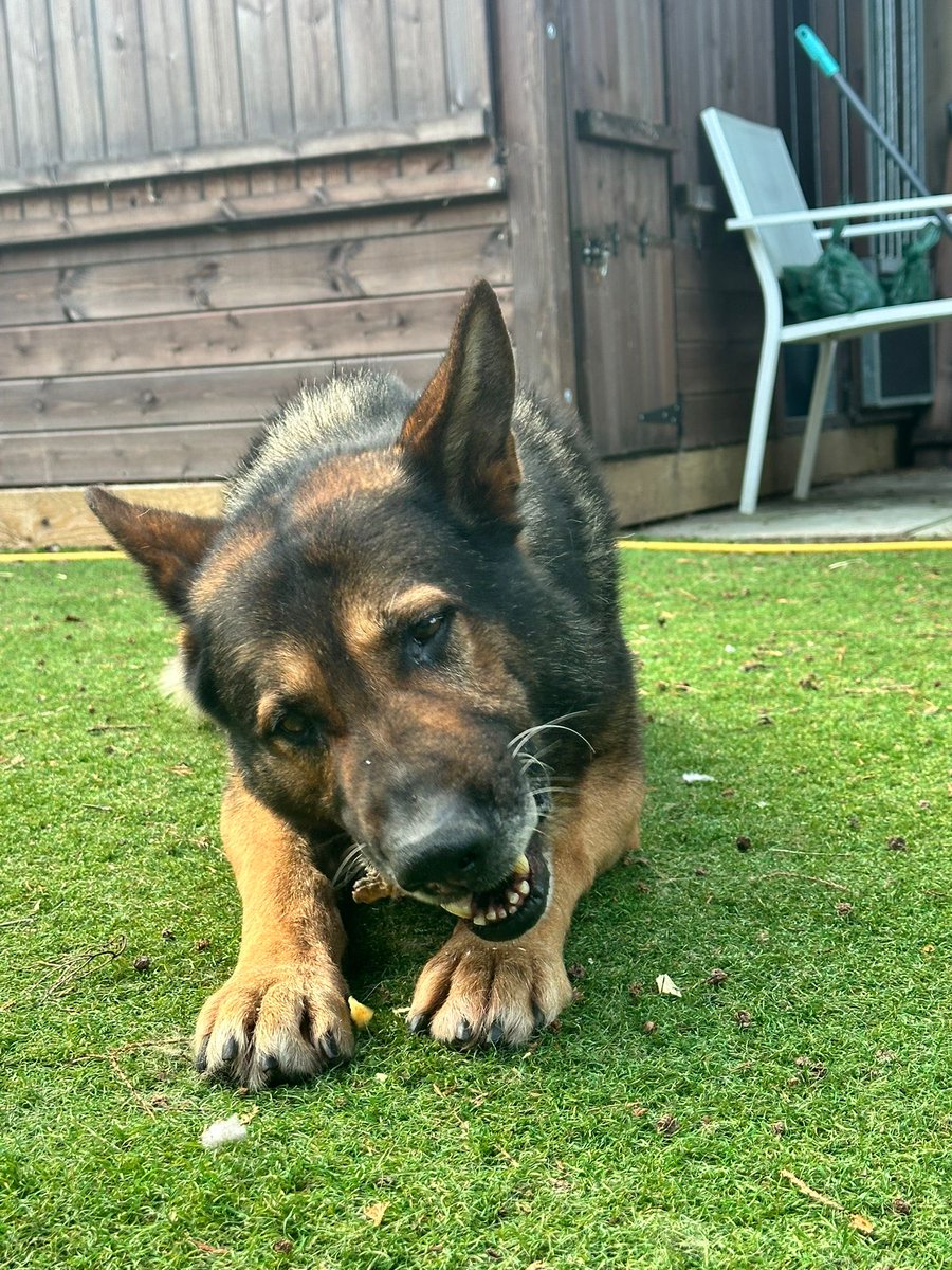 Retired Police Dogs Merseyside tweet media