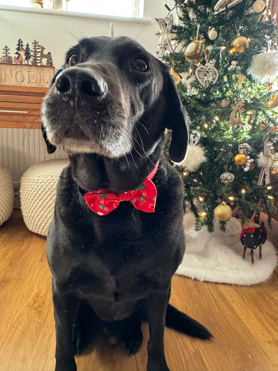 Retired Police Dogs Merseyside tweet media