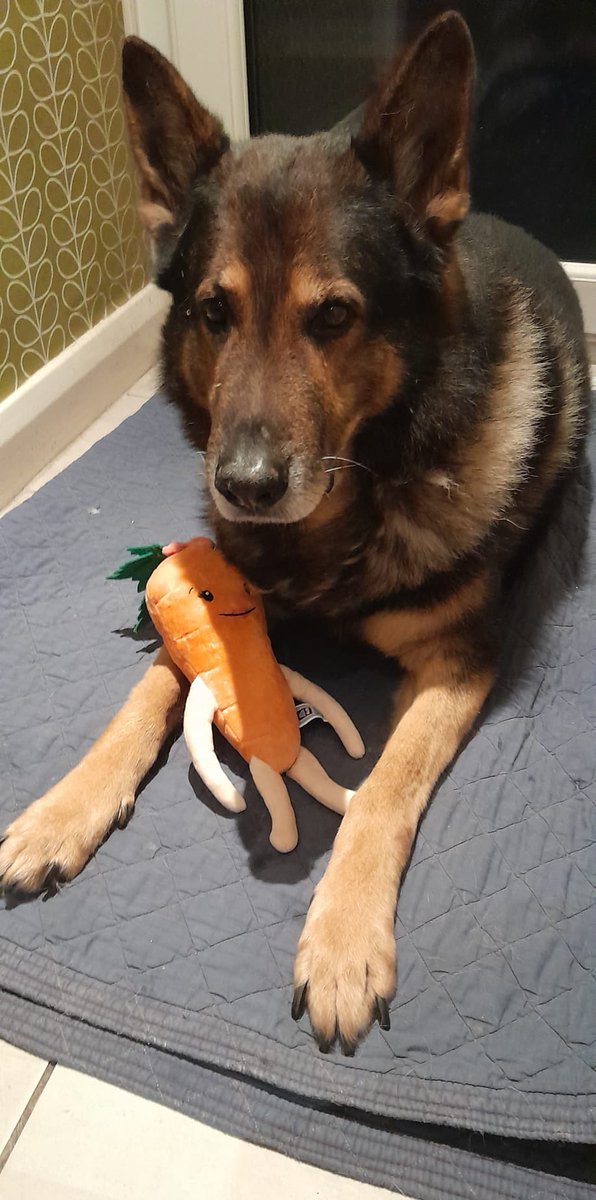 Retired Police Dogs Merseyside tweet media