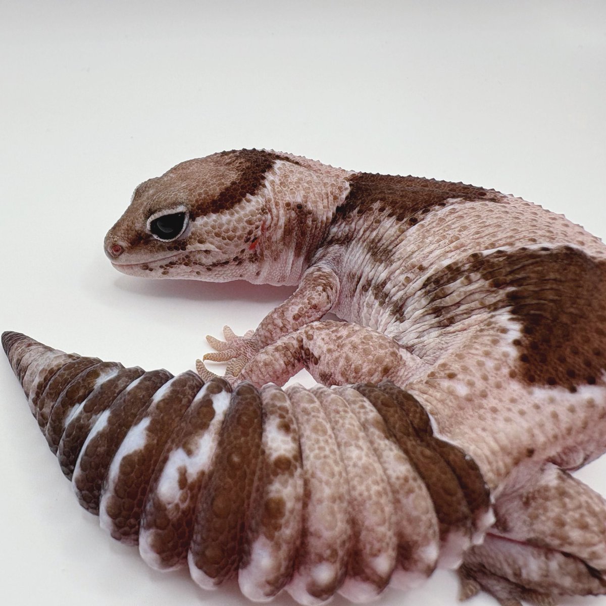 KATO👻✨ただのニシアフ好きです。 tweet media