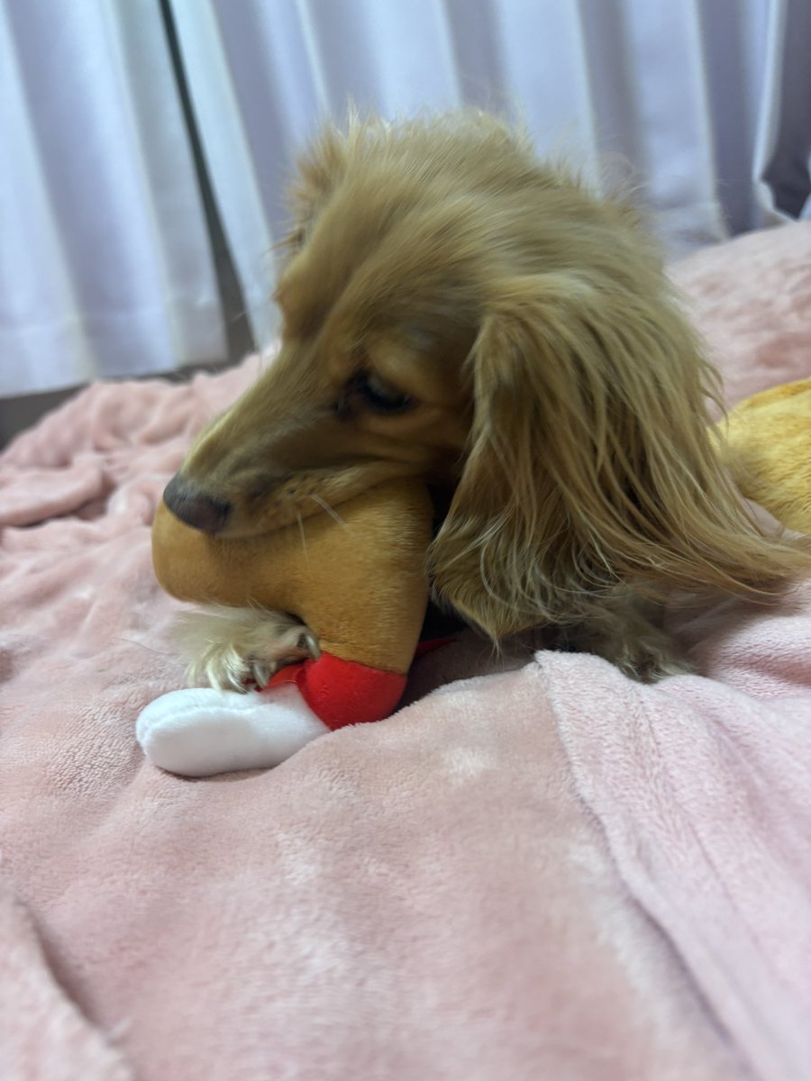 えるちん tweet media